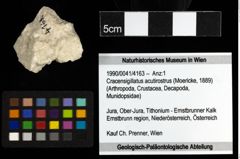 Foto (Objekt + Etiketten) von Cracensigillatus acutirostrus (Moericke, 1889)